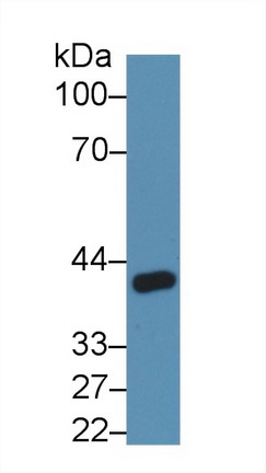 血管生成素樣蛋白4(ANGPTL4)多克隆抗體