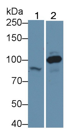 連環(huán)蛋白β1(β-catenin)多克隆抗體