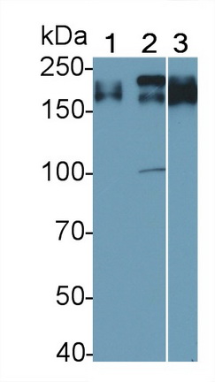 蛋白酪氨酸磷酸酶受體C(CD45)多克隆抗體