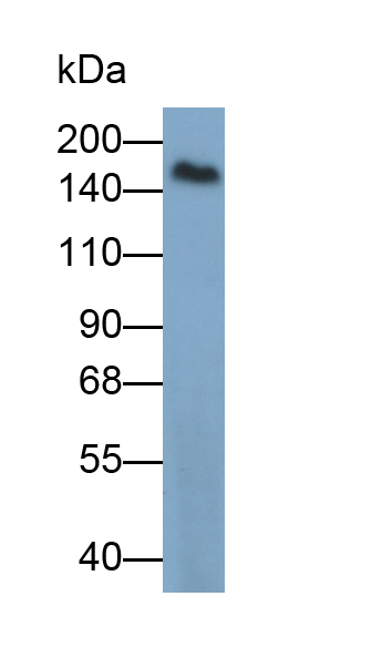 蛋白酪氨酸磷酸酶受體C(CD45)多克隆抗體