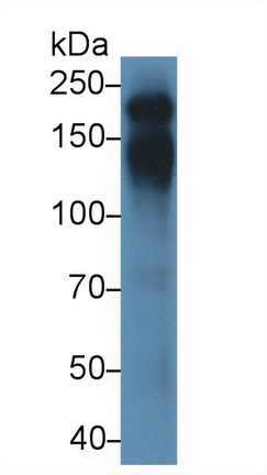 蛋白酪氨酸磷酸酶受体C(CD45)多克隆抗体