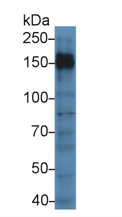 蛋白酪氨酸磷酸酶受體C(CD45)多克隆抗體