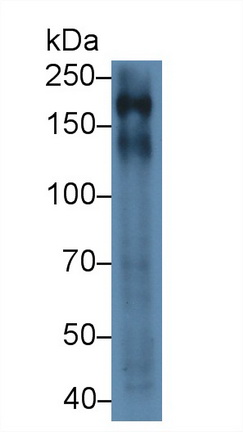 蛋白酪氨酸磷酸酶受體C(CD45)多克隆抗體