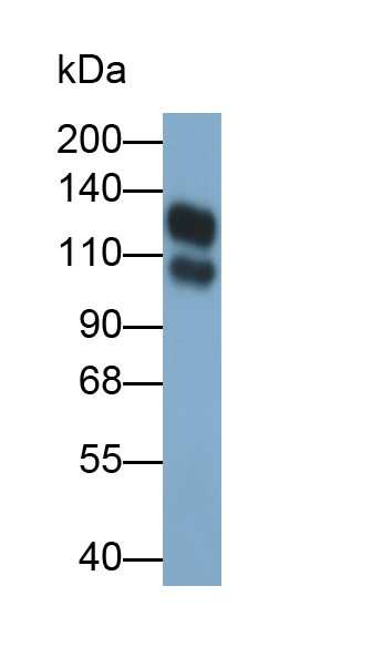 整合素β1(ITGb1)多克隆抗體