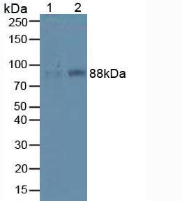 整合素β1(ITGb1)多克隆抗体