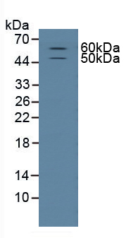 CD15分子(CD15)多克隆抗體
