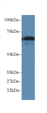 CD15分子(CD15)多克隆抗體
