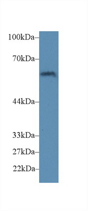 CD15分子(CD15)多克隆抗體