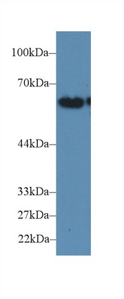 CD15分子(CD15)多克隆抗體