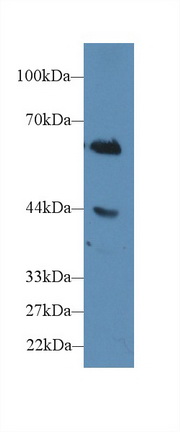 CD15分子(CD15)多克隆抗體