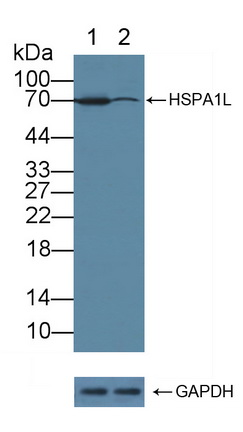 70kDa热休克蛋白1样蛋白(HSPA1L)多克隆抗体