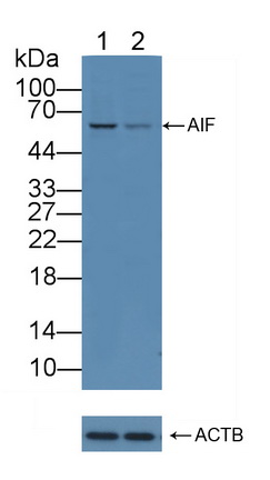 凋亡誘導(dǎo)因子(AIF)多克隆抗體