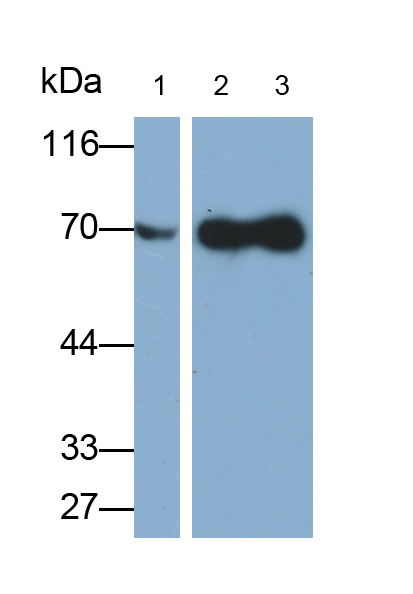 70kDa熱休克蛋白1A(HSPA1A)多克隆抗體