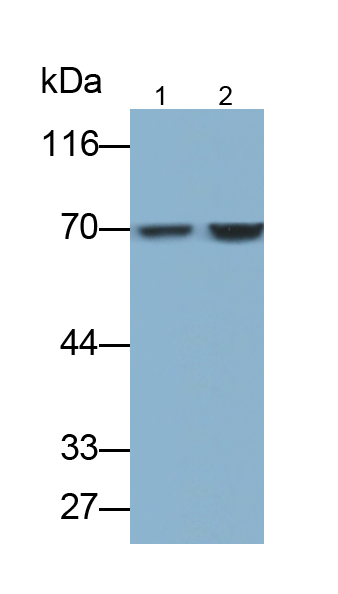 70kDa熱休克蛋白1A(HSPA1A)多克隆抗體