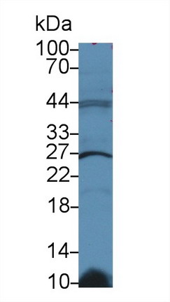 谷胱甘肽S转移酶κ1(GSTk1)多克隆抗体