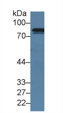 凝血因子ⅩⅢA1肽(F13A1)多克隆抗体