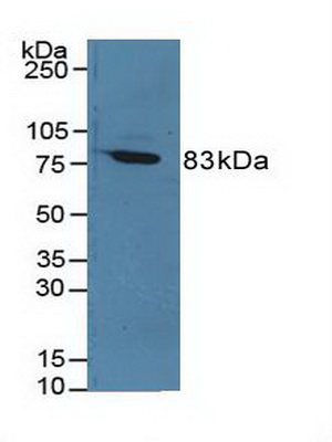 凝血因子ⅩⅢA1肽(F13A1)多克隆抗體