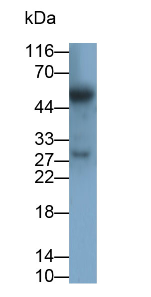CD8a分子(CD8a)多克隆抗体