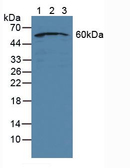 50kDa核孔蛋白(NUP50)多克隆抗体