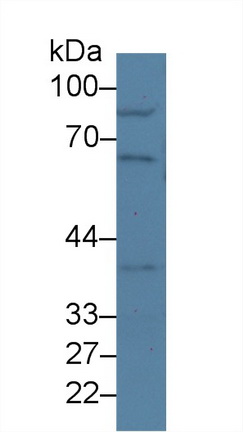 50kDa核孔蛋白(NUP50)多克隆抗体