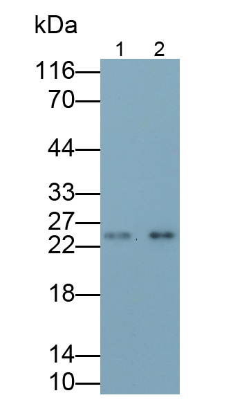 肌球蛋白轻链1(MYL1)多克隆抗体