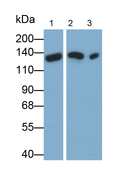 CD42b分子(CD42b)多克隆抗體