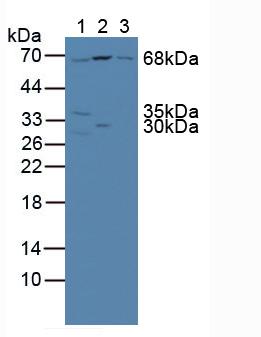 85kDa核孔蛋白(NUP85)多克隆抗体