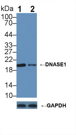 脱氧核糖核酸酶Ⅰ(DNASE1)多克隆抗体