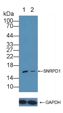 小核糖核蛋白多肽D1(SNRPD1)多克隆抗体