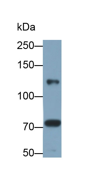 唾液酸结合Ig样凝集素2(CD22)多克隆抗体