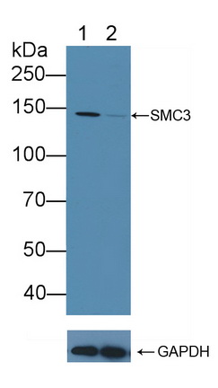 染色体结构维持蛋白3(SMC3)多克隆抗体