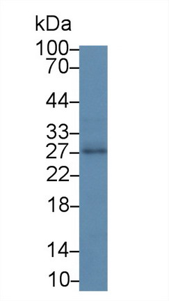 信号淋巴细胞激活分子家族成员5(SLAMF5)多克隆抗体