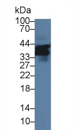 信号淋巴细胞激活分子家族成员5(SLAMF5)多克隆抗体