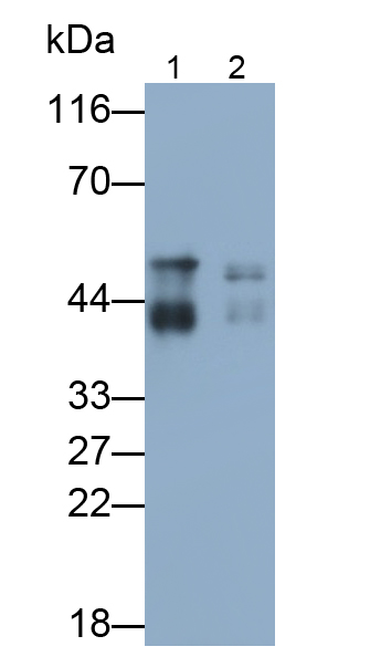 c-Jun氨基端激酶1(JNK1)多克隆抗體