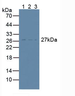 抗增生抗體靶分子1(TAPA1)多克隆抗體