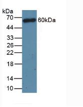 CD4分子(CD4)多克隆抗体