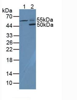 CD4分子(CD4)多克隆抗体