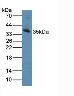 CD1d分子(CD1d)多克隆抗体