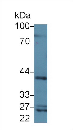 CD1d分子(CD1d)多克隆抗体