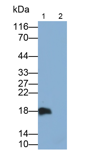 白介素31(IL31)多克隆抗体