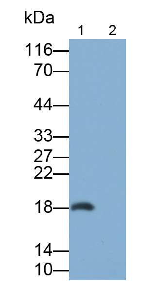 白介素31(IL31)多克隆抗体