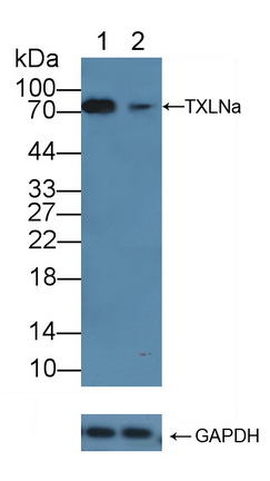 滑行蛋白α(TXLNa)多克隆抗体