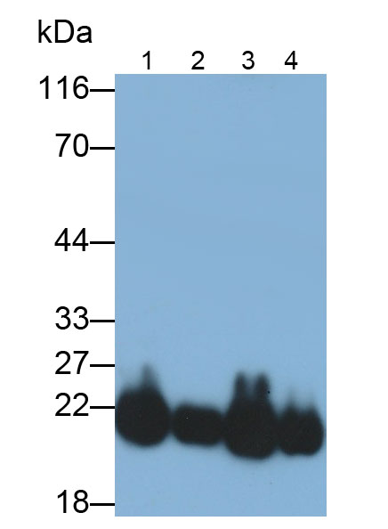 突觸核蛋白α(SNCa)多克隆抗體