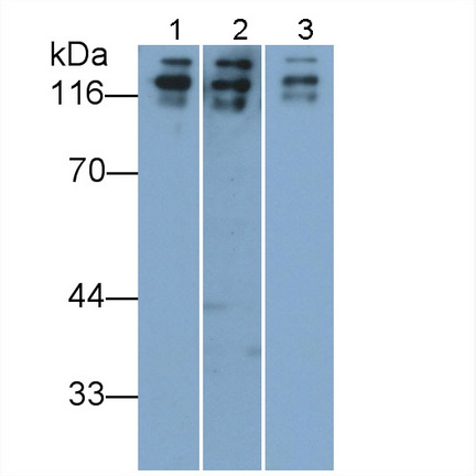CD56分子(CD56)多克隆抗體