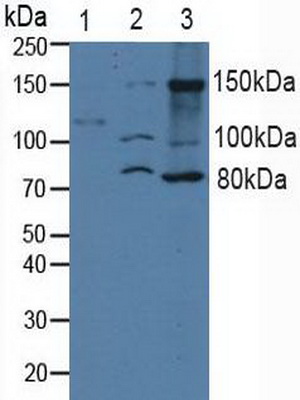 整合素α2(ITGa2)多克隆抗體