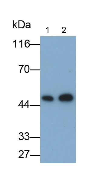 角蛋白18(CK18)多克隆抗體