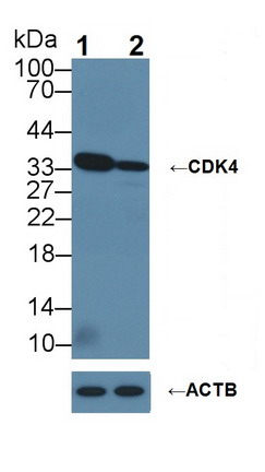 周期素依賴性激酶4(CDK4)多克隆抗體