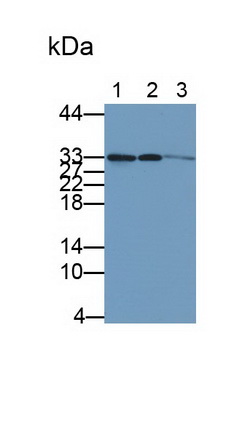 周期素依賴性激酶4(CDK4)多克隆抗體