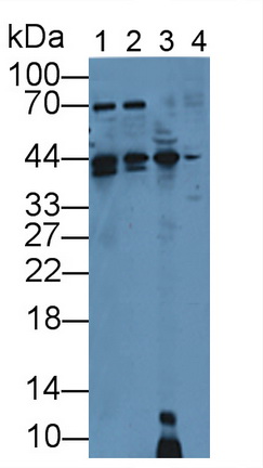 周期素依賴性激酶4(CDK4)多克隆抗體