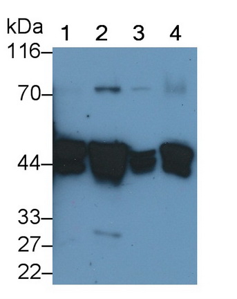 角蛋白19(CK19)多克隆抗體
